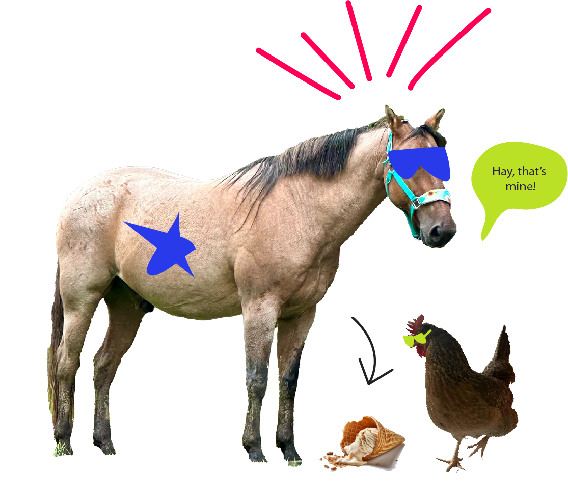 About_horse
