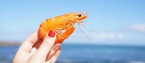 Marketing Gets Real Episode #10: You Mean We’re Getting a Live Shrimp… In the Mail?